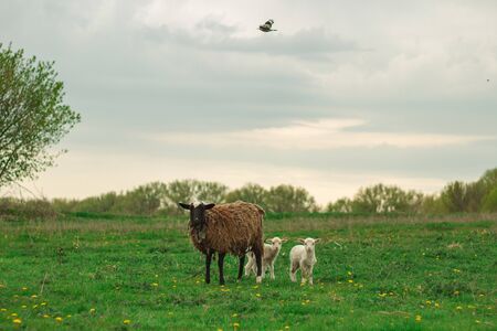 Black lamb and white sheep kids graze on a green meadow.の写真素材