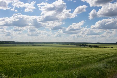 A field sown by wheat. Spikelets of wheat sway in the wind. White clouds in the blue skyの写真素材