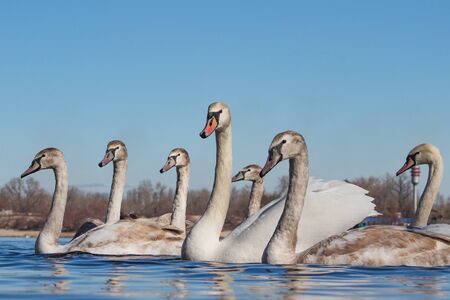 A swan flock flies along the river. Young swans of gray color. Clear blue sky reflected in the waterの写真素材