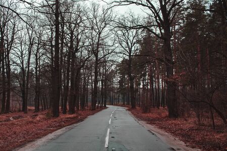 The road passing through the forest. Gray, dark forestの写真素材