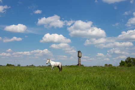 White horse grazes in the field. Water tower. A stork nest lies on a water tower.の写真素材