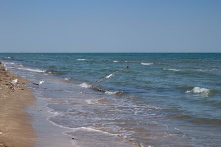 Flying seagull on the coast of the sea. Clear blue sky.の写真素材