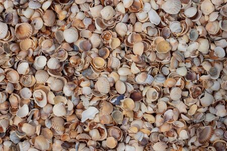 A large number of small shells. Photo in warm colors. Photo for background.の写真素材
