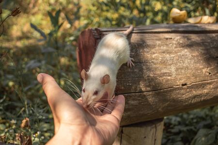 A white rat crawls on a log. The rodent is looking for food. The rat is white.の写真素材