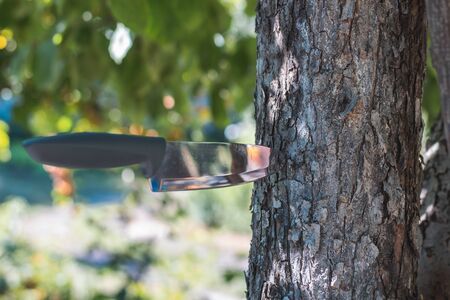 Throwing a knife. The knife stuck in the bark of a tree.の写真素材