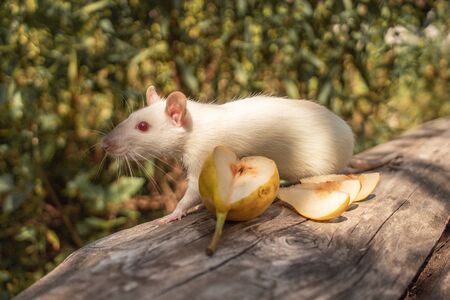 A white rat crawls on a log. The rodent is looking for food.の写真素材