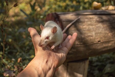 A white rat crawls on a log. The rodent is looking for food. The rat is white. Rat crawls on his handsの写真素材