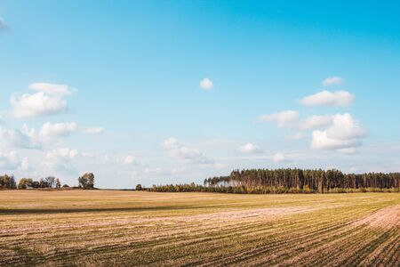 Field after harvest. Pine forest on the horizon. Blue sky.の写真素材