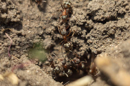 Ants close-up. Ants family. Little black ants are at work. Ants with prey at the entrance to the termite mound.の写真素材