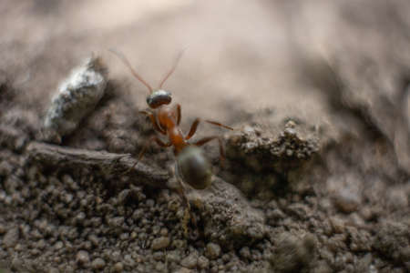Ants close-up. Ants family. Little black ants are at work. Ants with prey at the entrance to the termite mound.の写真素材