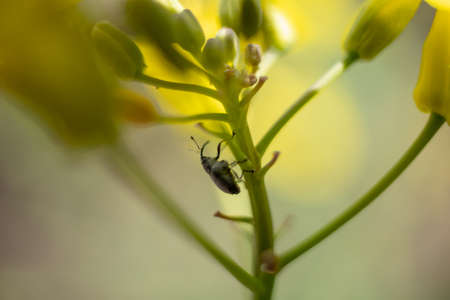 Macro photo of an ant. An ant crawls on a dandelion. Macro photo of insects.