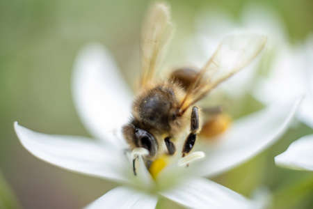 Macro photo of a bee. The bee collects pollen. Bee on a white flower.の写真素材