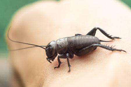 Insect shot close-up. Macro photo of a cricket.の写真素材