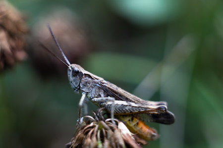 Close-up of a green grasshopper. Grasshopper on the grass.の写真素材