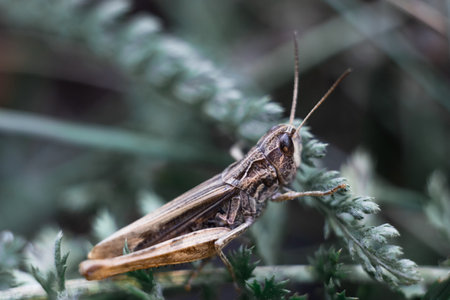 Close-up of a green grasshopper. Grasshopper on the grass.の写真素材