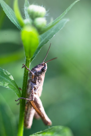 Close-up of a green grasshopper. Grasshopper on the grass.の写真素材