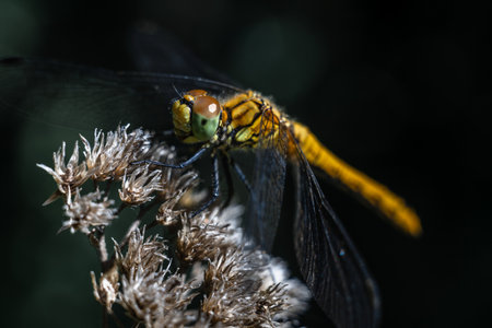 Dragonfly photographed close up. Dragonfly on a branch of grass.の写真素材