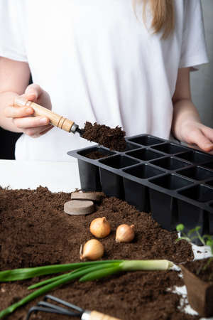 Planting onions, gardening tools, a person plants plants, seedlings, care
