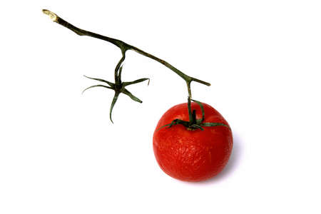 An old wrinkled, dried tomato on a branch on a white background. isolate.の写真素材