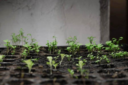 Young green seedlings in a seedling tray under lights.の写真素材