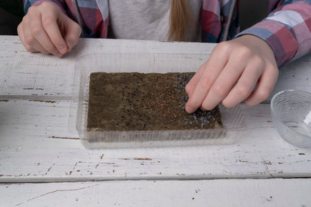 A girl plants microgreens on a linen rug. The concept of a healthy lifestyle, natural greens without...