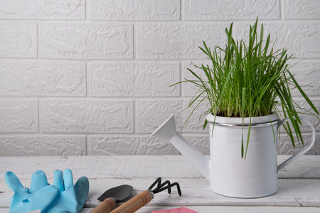 Colored garden tools and planting supplies. Magazine picture, greenery and gardening concept.の写真素材