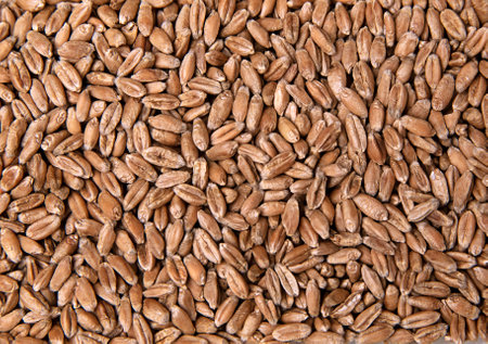 Background of wheat grain. Texture of wheat grains, top view. The concept of natural healthy...