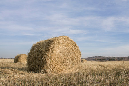 haystack in autumn on an agricultural field on a sunny day, without peopleの写真素材