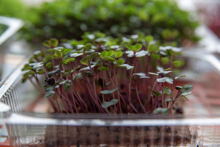 The concept of a healthy lifestyle and diet, eco-product. Growing seedlings, vegetable greens, fresh...