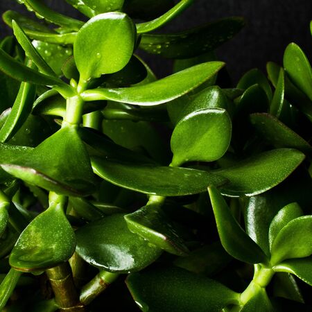 Macro photo of Money tree leafesの写真素材