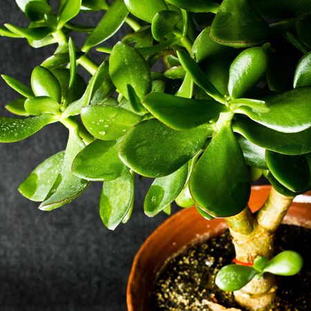 Macro photo of Money tree leafesの写真素材