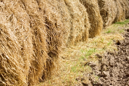 Sunny hay closeupの写真素材