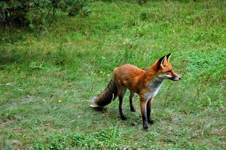 Little fox on grassの写真素材