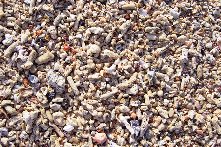 Sea shells and corals treasuresの写真素材