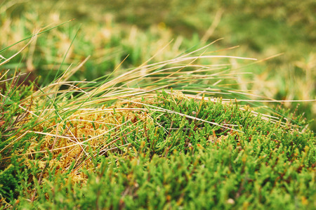 Grass and moss closeup, beautiful backgroundの写真素材