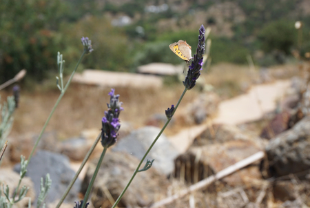 Lavender and butterflyの写真素材