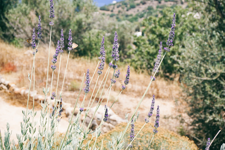 Lavender with butterfliesの写真素材