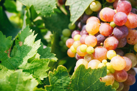 Juicy grape vinesの写真素材