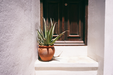 Old entrance door with huge aloeの写真素材