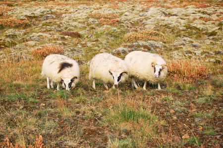 Sheeps on a fieldの写真素材
