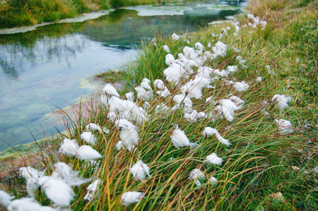 Beautiful fluffy hot spring floraの写真素材