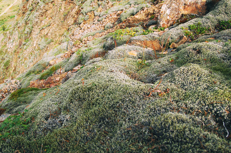 Beautiful green and grey moss on a hillの写真素材