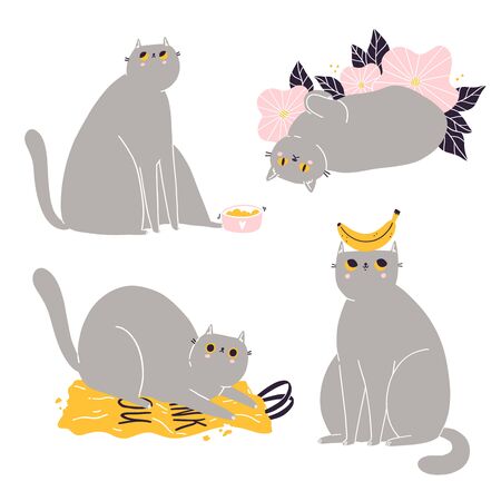 Cute british shorthair cat vector collectionのイラスト素材