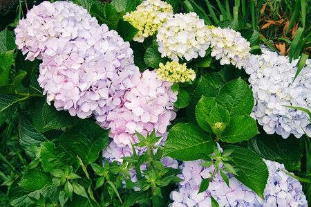 Beautiful big hydrangeas flowers, different colorsの写真素材