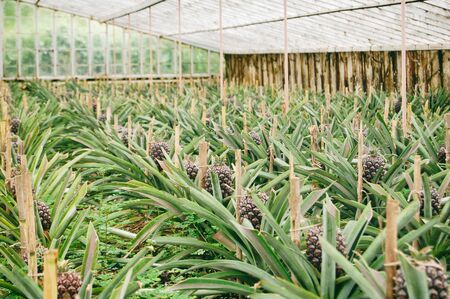 Inside pineapple greenhouse at plantationの写真素材