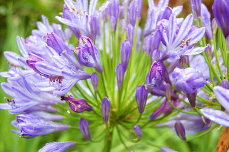 Close up shot of beautiful purple flower agapanthus after rainの写真素材