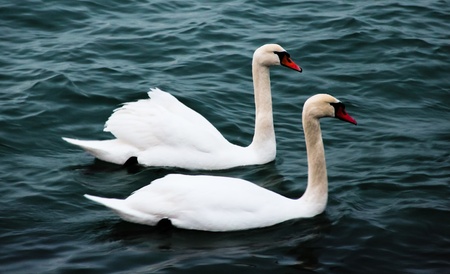 swansの写真素材