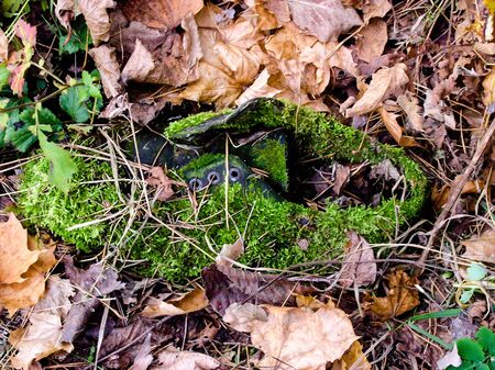 Forest shoeの写真素材