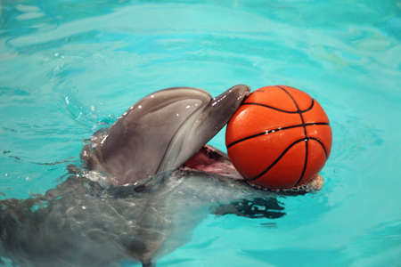 Dolphin plays with the ball.の写真素材