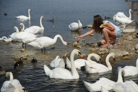 The girl feeds swans and ducks on the shore of the lake.の写真素材